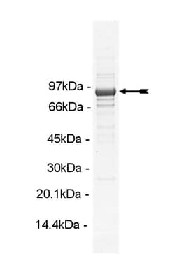 Eurofins DiscoverX ARK5 Protein, Active 10 &mu;g | Buy Online | Eurofins DiscoverX | Fisher Scientific